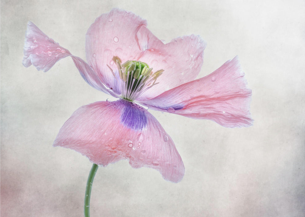 Pastellmohn
