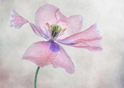 Pastellmohn