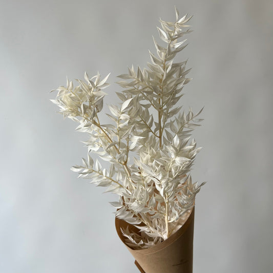 Ruscus blanc