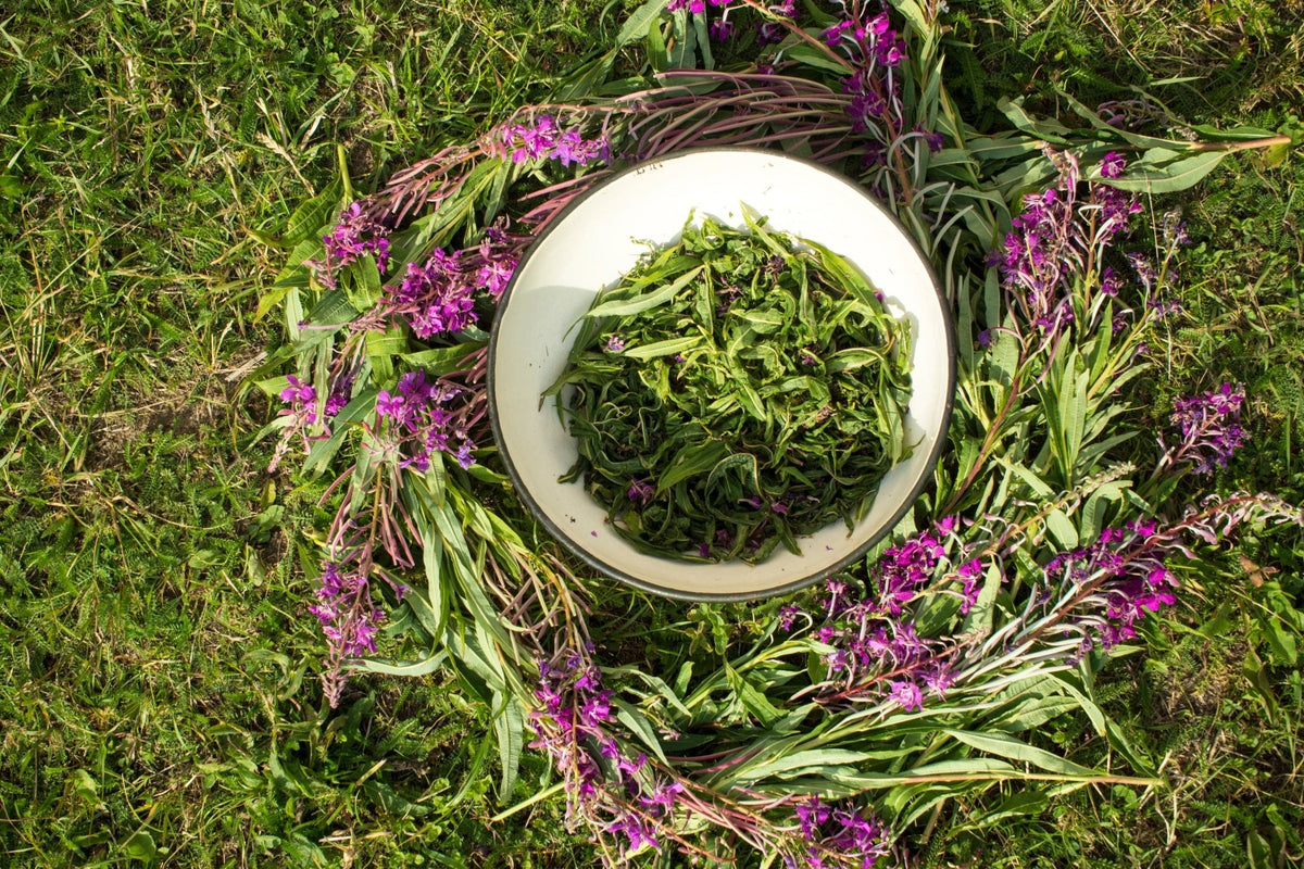 Wild-Harvested Canadian Fireweed Tea